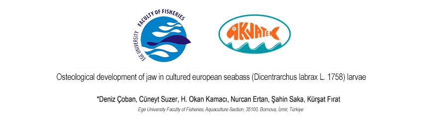 Osteological Development Of Jaw In Cultured European Seabass