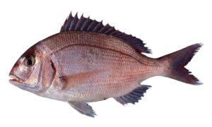 Red Porgy (Pagrus pagrus)